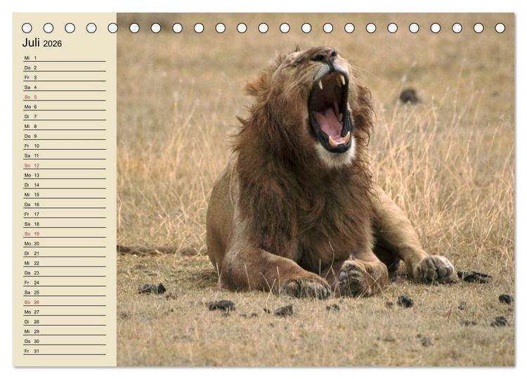 Produktbild: L&ouml;wen in freier Wildbahn (Tischkalender 2026 DIN A5 quer), CALVENDO Monatskalender