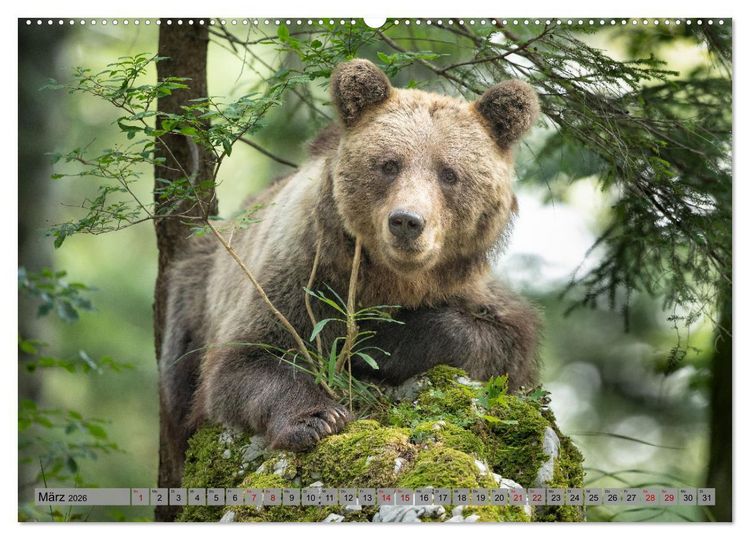 Produktbild: Krafttier B&auml;r (hochwertiger Premium Wandkalender 2026 DIN A2 quer), Kunstdruck in Hochglanz