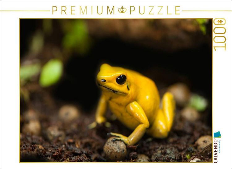 Produktbild: CALVENDO Puzzle Schreckliche Pfeilgiftfrosch (Phyllobates terribilis) | 1000 Teile Lege-Gr&ouml;&szlig;e 64x48cm Foto-Puzzle f&uuml;r gl&uuml;ckliche Stunden