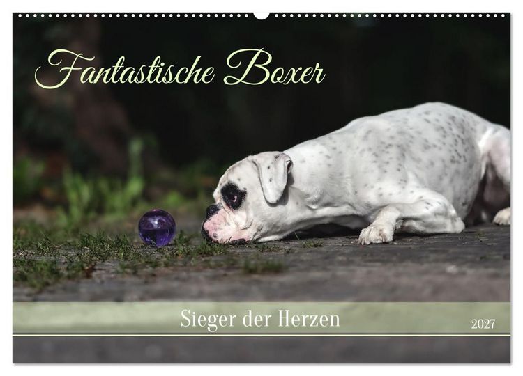 Produktbild: Fantastische Boxer - Sieger der Herzen (Wandkalender 2027 DIN A2 quer), CALVENDO Monatskalender
