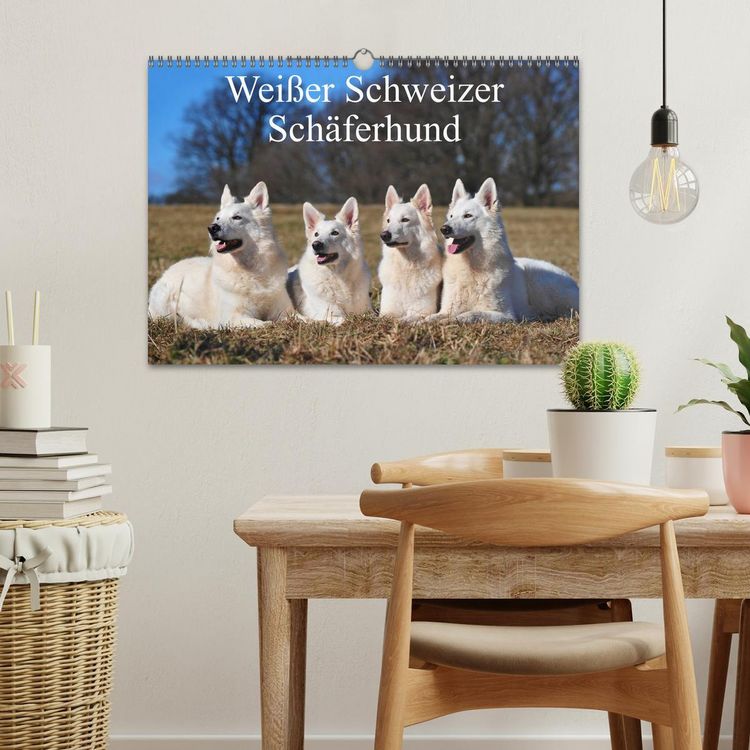 Produktbild: Wei&szlig;er Schweizer Sch&auml;ferhund (Wandkalender 2026 DIN A3 quer), CALVENDO Monatskalender