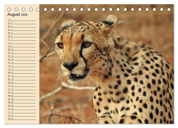 Produktbild: Verr&uuml;ckt nach Safari Verr&uuml;ckt nach Abenteuer in Kenia (Tischkalender 2026 DIN A5 quer), CALVENDO Monatskalender