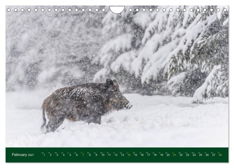 Produktbild: Wild Boars (Wall Calendar 2027 DIN A4 landscape), CALVENDO 12 Month Wall Calendar
