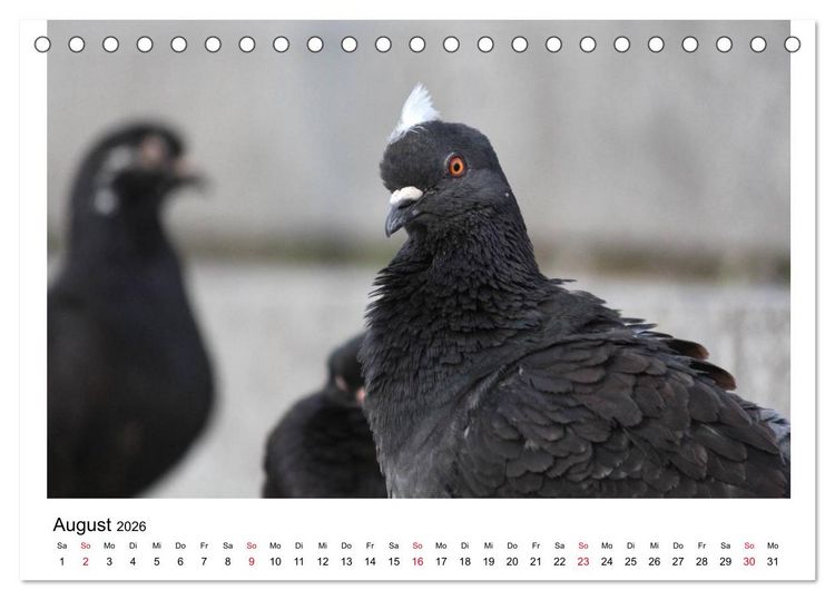 Produktbild: Geliebte Tauben (Tischkalender 2026 DIN A5 quer), CALVENDO Monatskalender