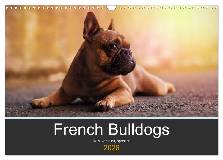 Produktbild: French Bulldog aktiv, verspielt, sportlich (Wandkalender 2026 DIN A3 quer), CALVENDO Monatskalender