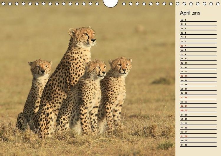 Produktbild: Herzog, M: Geparden - Ein Leben in Afrika (Wandkalender 2019