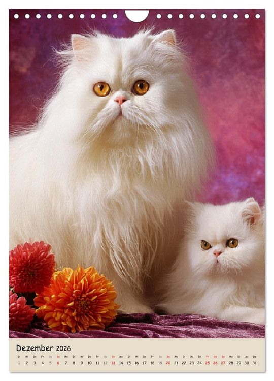Produktbild: Perserkatzen. Zauberhafte Langhaar-Divas in Szene gesetzt (Wandkalender 2026 DIN A4 hoch), CALVENDO Monatskalender