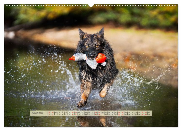 Produktbild: H&uuml;tehunde - H&uuml;ter der Herzen (hochwertiger Premium Wandkalender 2026 DIN A2 quer), Kunstdruck in Hochglanz