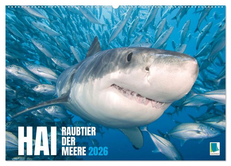 Produktbild: Hai: Raubtier der Meere (Wandkalender 2026 DIN A2 quer), CALVENDO Monatskalender