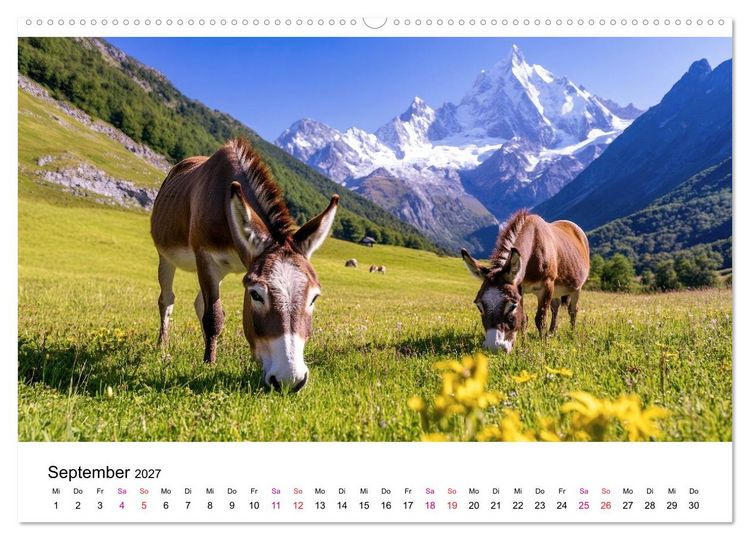 Produktbild: Esel - neugierige Typen (hochwertiger Premium Wandkalender 2027 DIN A2 quer), Kunstdruck in Hochglanz