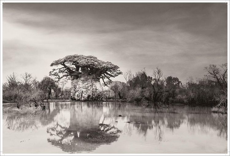 Produktbild: BAOBAB: Meine Reise zu den &auml;ltesten Lebewesen und Waldw&auml;chtern