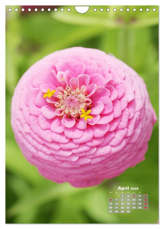Produktbild: Zinnien im Garten (Wandkalender 2026 DIN A4 hoch), CALVENDO Monatskalender