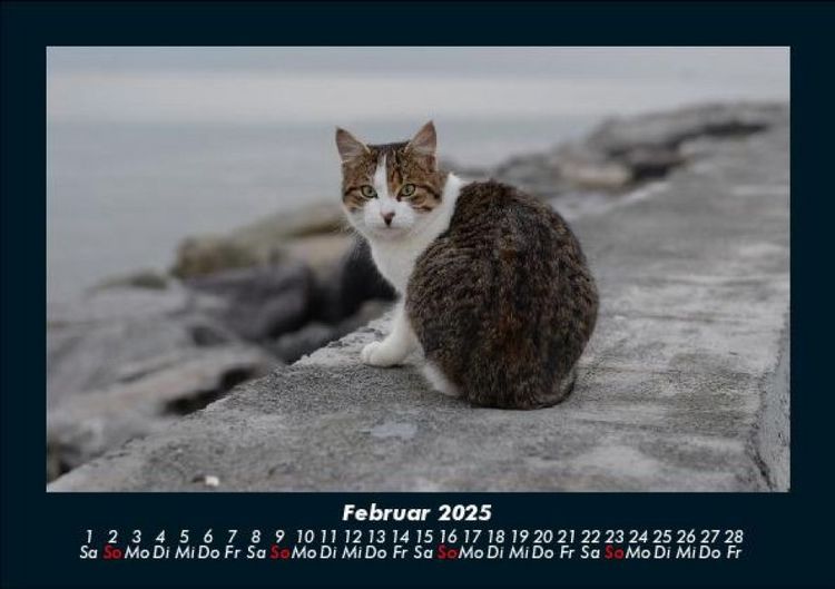 Produktbild: F&uuml;r Katzenfreunde 2025 Fotokalender DIN A5
