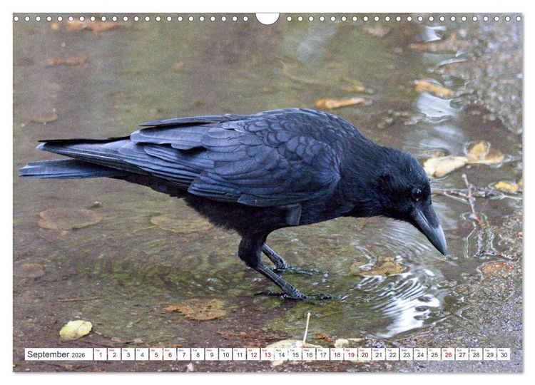 Produktbild: Corvids - Black and Beautiful (Wall Calendar 2026 DIN A3 landscape), CALVENDO 12 Month Wall Calendar