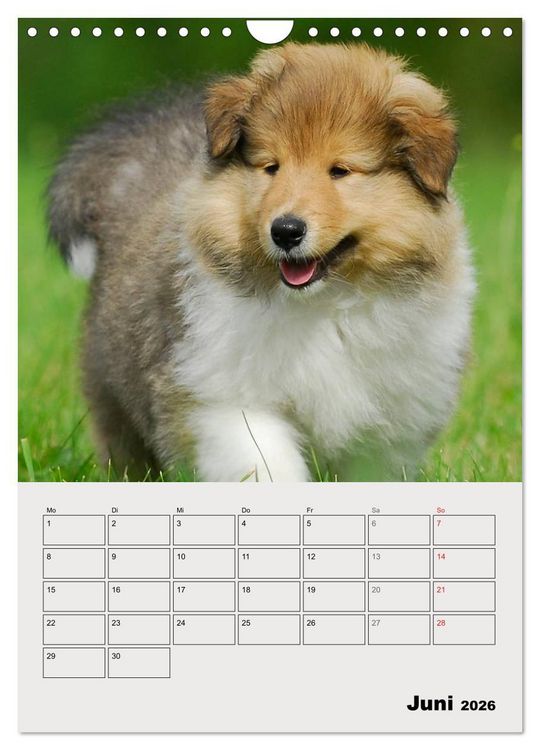 Produktbild: Collies - Freunde f&uuml;r&acute;s Leben (Wandkalender 2026 DIN A4 hoch), CALVENDO Monatskalender