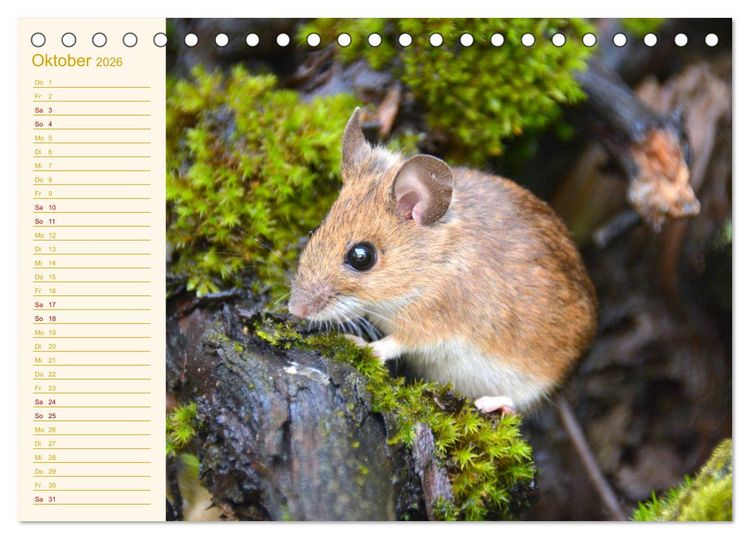 Produktbild: Gr&uuml;sse von der Maus! (Tischkalender 2026 DIN A5 quer), CALVENDO Monatskalender