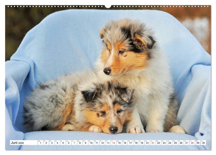 Produktbild: Colliewelpen - kleine Collies erobern die Welt (hochwertiger Premium Wandkalender 2026 DIN A2 quer), Kunstdruck in Hochglanz