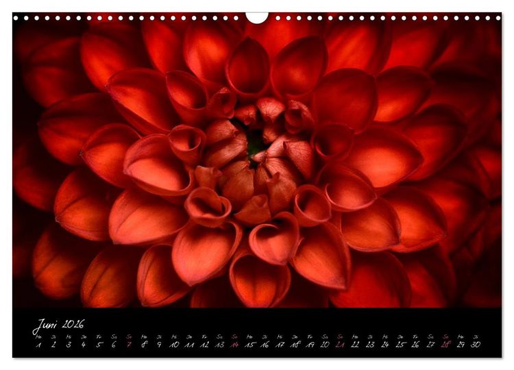 Produktbild: Serenade - Visuelle Musik der Blumen (Wandkalender 2026 DIN A3 quer), CALVENDO Monatskalender