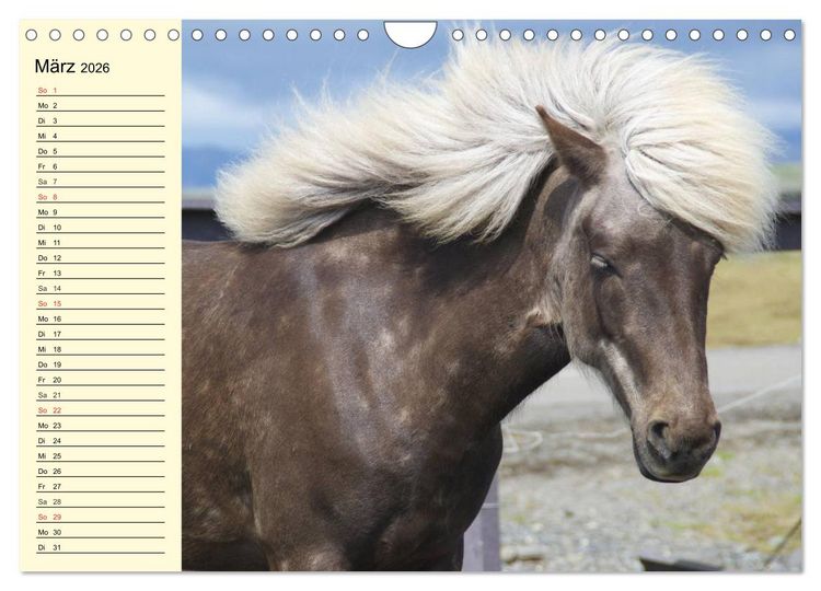 Produktbild: Ponys. Herzensbrecher mit Grips (Wandkalender 2026 DIN A4 quer), CALVENDO Monatskalender