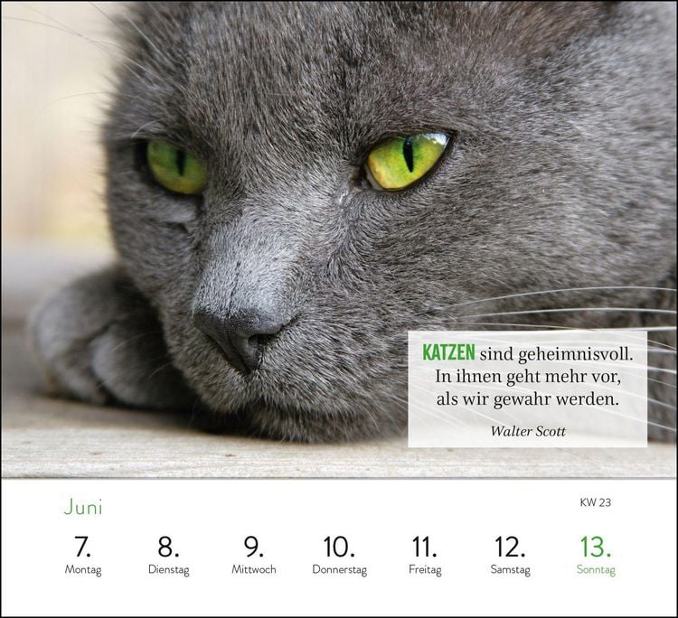 Produktbild: Wochenkalender 2027: Kluge Katzen