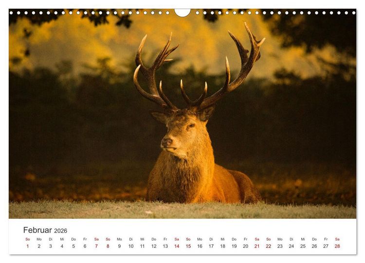 Produktbild: Rothirsche - Die imposanten K&ouml;nige der W&auml;lder. (Wandkalender 2026 DIN A3 quer), CALVENDO Monatskalender