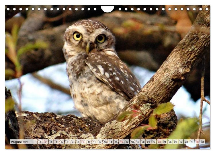 Produktbild: Wildtiere. Heimische Sch&ouml;nheiten (Wandkalender 2026 DIN A4 quer), CALVENDO Monatskalender