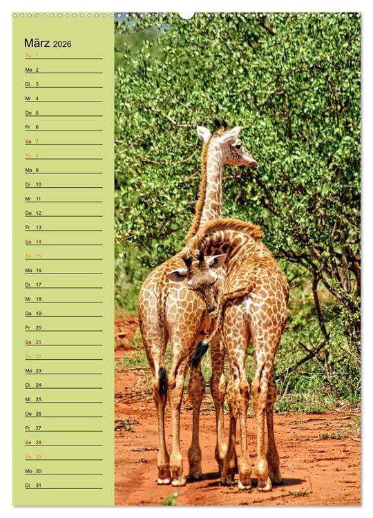 Produktbild: Giraffen. Voller Stolz und Grazie (hochwertiger Premium Wandkalender 2026 DIN A2 hoch), Kunstdruck in Hochglanz