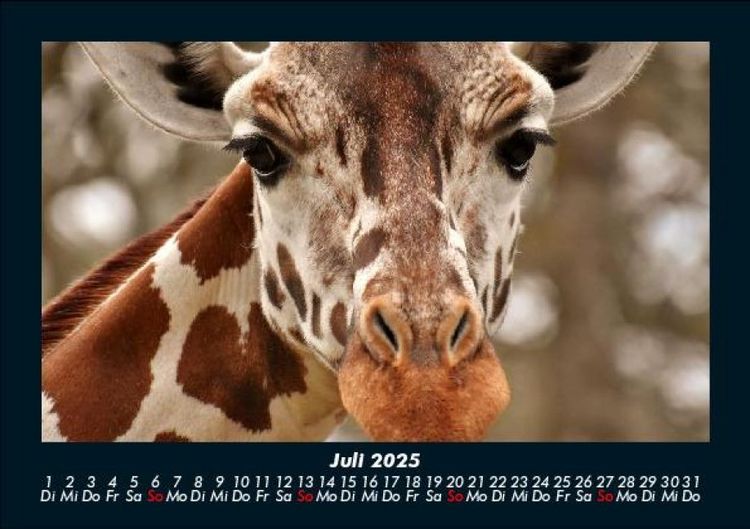 Produktbild: Giraffen 2025 Fotokalender DIN A5