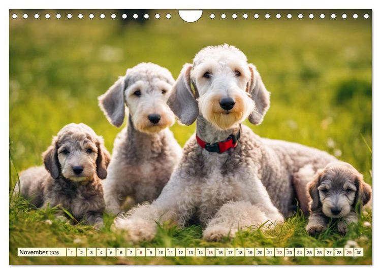 Produktbild: Bedlington Terrier - Hunde im Schafspelz (Wandkalender 2026 DIN A4 quer), CALVENDO Monatskalender