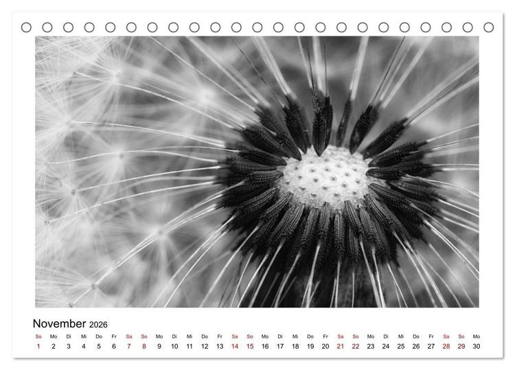Produktbild: Die grafische Sch&ouml;nheit der Pflanzen &ndash; Schwarz-Wei&szlig; (Tischkalender 2026 DIN A5 quer), CALVENDO Monatskalender