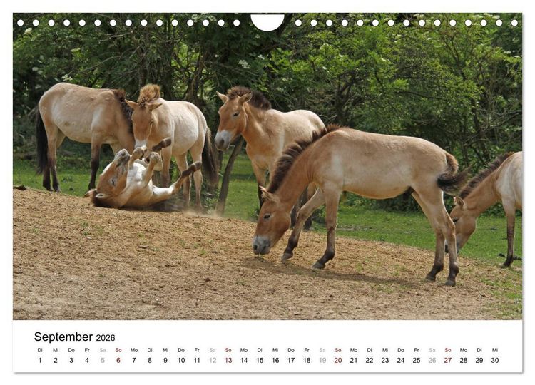 Produktbild: Faszination Przewalski-Pferde (Wandkalender 2026 DIN A4 quer), CALVENDO Monatskalender