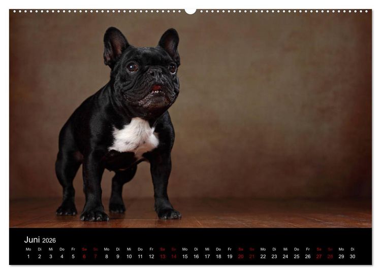 Produktbild: Charme auf vier Pfoten - Franz&ouml;sische Bulldoggen Portraits (hochwertiger Premium Wandkalender 2026 DIN A2 quer), Kunstdruck in Hochglanz