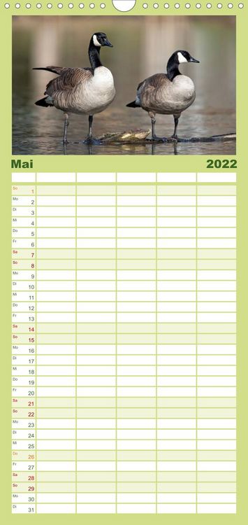 Produktbild: KANADA-GANS - Der 'hupende' Vogel - Familienplaner hoch (Wandkalender 2022 , 21 cm x 45 cm, hoch)