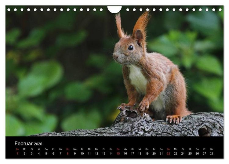 Produktbild: Artist im Garten. Das Eichh&ouml;rnchen (Wandkalender 2026 DIN A4 quer), CALVENDO Monatskalender