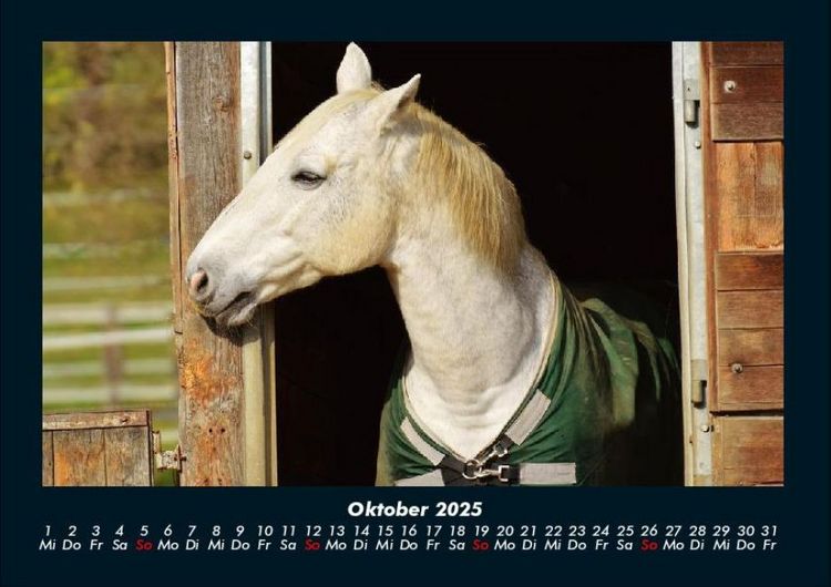 Produktbild: Tierkalender 2025 Fotokalender DIN A4