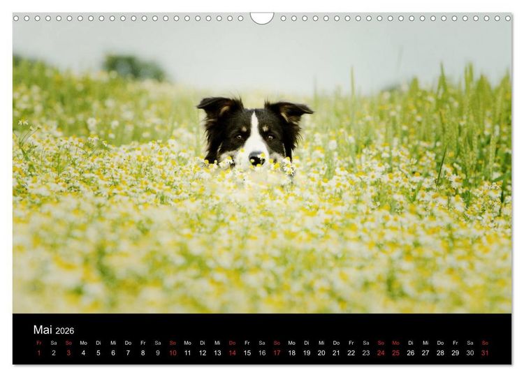 Produktbild: Der Bordercollie-Kalender (Wandkalender 2026 DIN A3 quer), CALVENDO Monatskalender