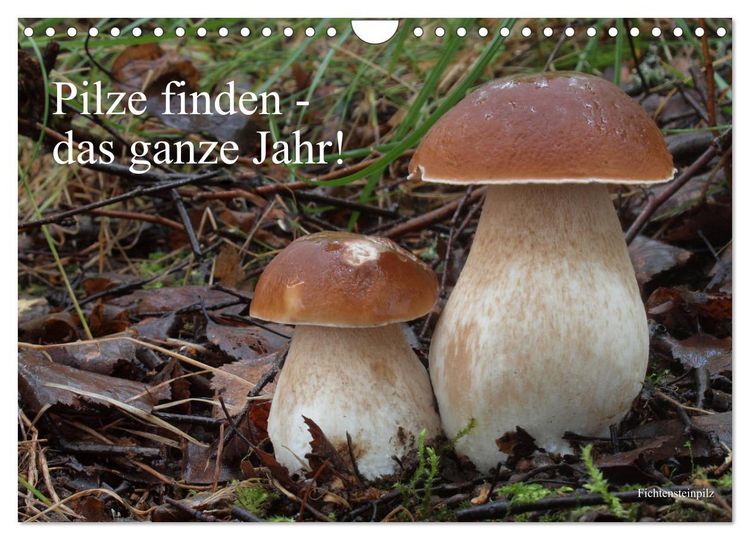 Produktbild: Pilze finden - das ganze Jahr! (Wandkalender 2026 DIN A4 quer), CALVENDO Monatskalender