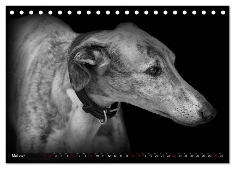 Produktbild: Galgo Espa&ntilde;ol - der spanische Windhund 2027 (Tischkalender 2027 DIN A5 quer), CALVENDO Monatskalender
