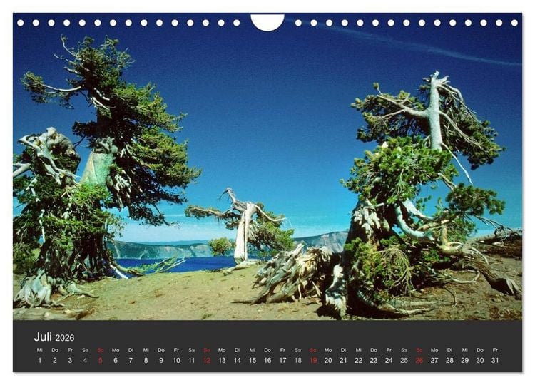 Produktbild: Alte B&auml;ume Alte Veteranen (Wandkalender 2026 DIN A4 quer), CALVENDO Monatskalender