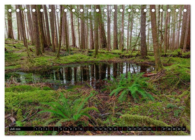 Produktbild: Waldwasser (Tischkalender 2026 DIN A5 quer), CALVENDO Monatskalender