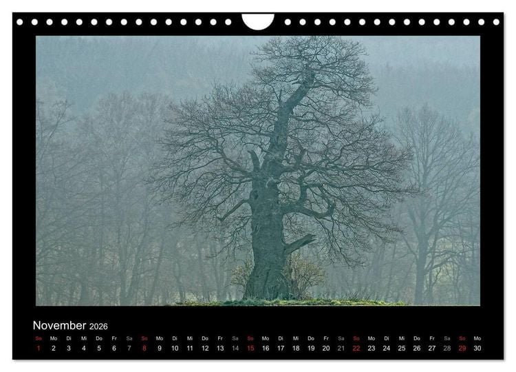 Produktbild: M&auml;rchenhafter Reinhardswald und Urwald Sababurg (Wandkalender 2026 DIN A4 quer), CALVENDO Monatskalender