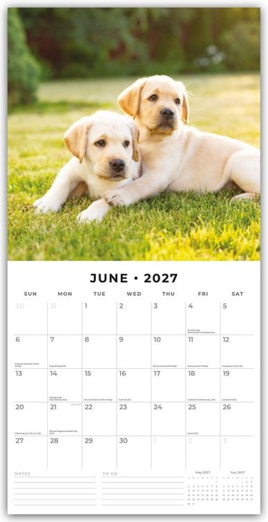 Produktbild: Golden Retriever Puppies &ndash; Golden Retriever Welpen 2027 &ndash; 16-Monatskalender
