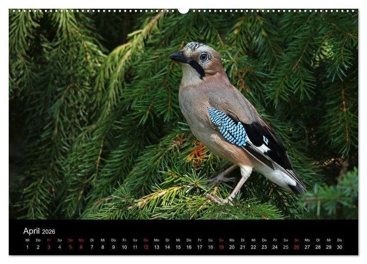 Produktbild: Eichelh&auml;her der Waldpolizist (hochwertiger Premium Wandkalender 2026 DIN A2 quer), Kunstdruck in Hochglanz
