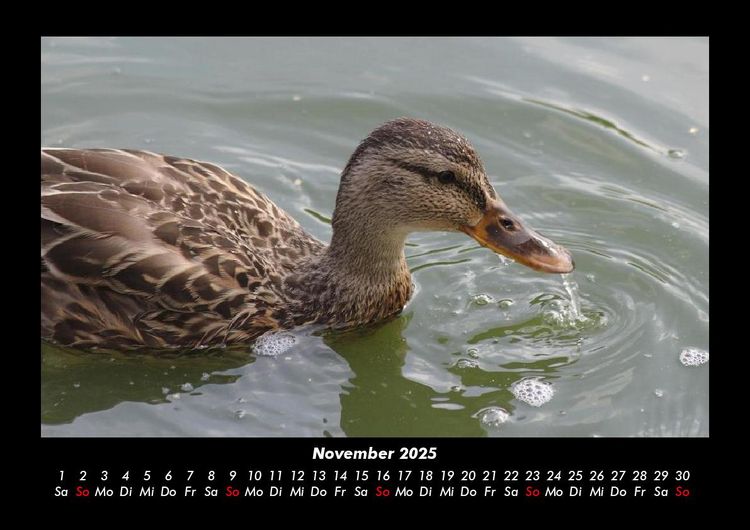 Produktbild: Enten 2025 Fotokalender DIN A3
