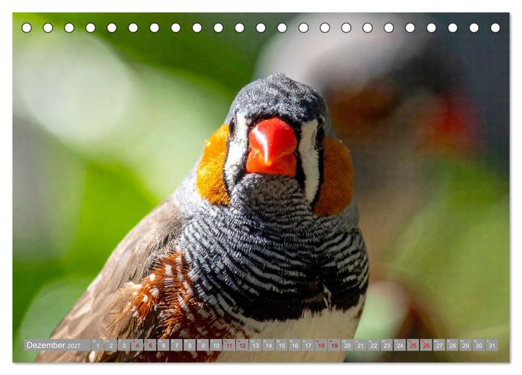 Produktbild: Zebrafinken Abenteuer (Tischkalender 2027 DIN A5 quer), CALVENDO Monatskalender
