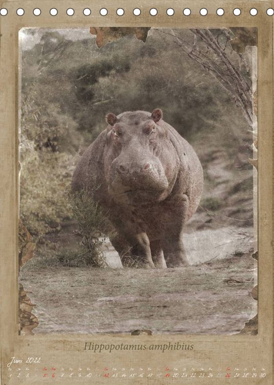 Produktbild: Schmidbauer, H: Haia Safari nostalgische Impressionen (Tisch