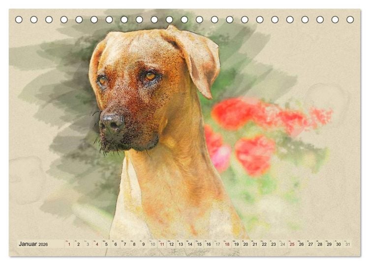 Produktbild: Rhodesian Ridgeback 2026 (Tischkalender 2026 DIN A5 quer), CALVENDO Monatskalender