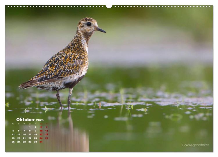 Produktbild: Wattv&ouml;gel an der Friesischen IJsselmeerk&uuml;ste (Wandkalender 2026 DIN A2 quer), CALVENDO Monatskalender