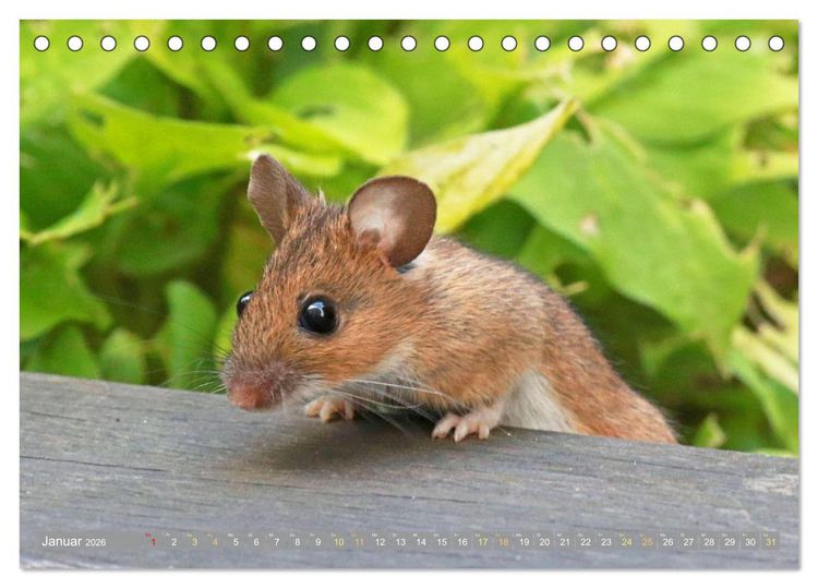Produktbild: Zauberhafte M&auml;use: Von wegen nur Grau (Tischkalender 2026 DIN A5 quer), CALVENDO Monatskalender