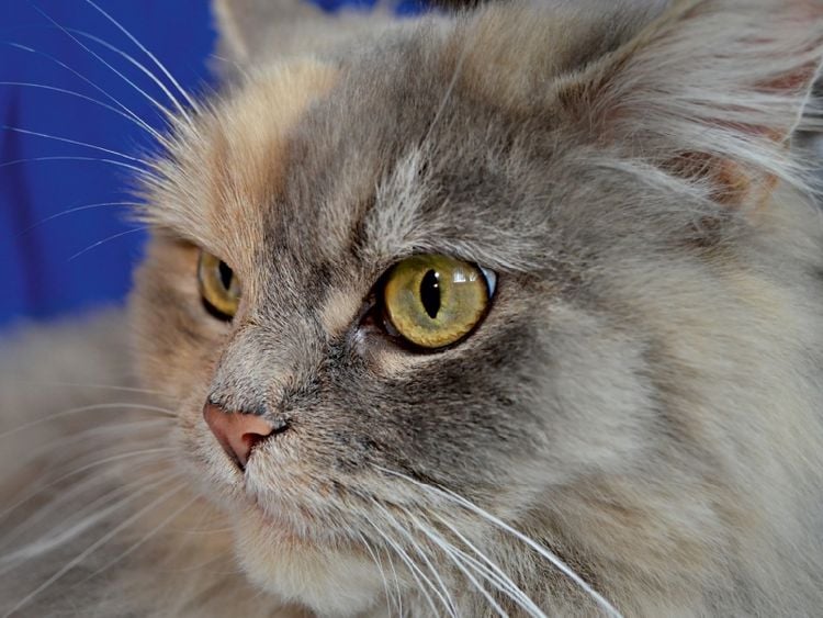 Produktbild: CALVENDO Puzzle Maine Coon | 1000 Teile Lege-Gr&ouml;&szlig;e 64x48cm Foto-Puzzle f&uuml;r gl&uuml;ckliche Stunden